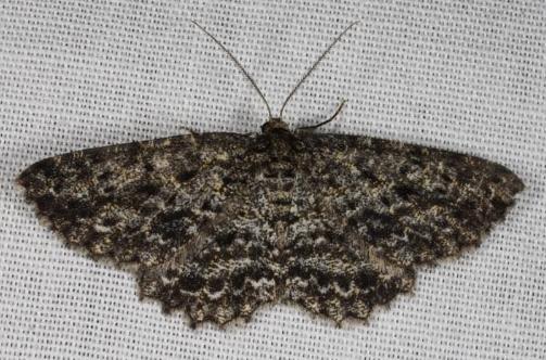 Thallogama nigraria