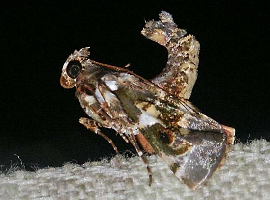 Termioptycha eucarta
