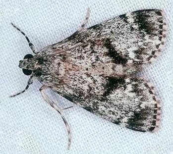 Stericta nephelodes