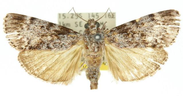 Stericta nephelodes