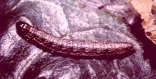 Orthaga seminivea