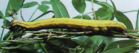 Trigonodes hyppasia