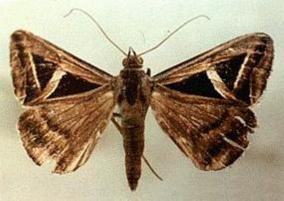 Trigonodes hyppasia