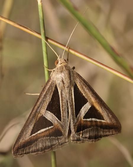 Trigonodes hyppasia