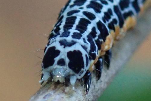 Buzara infractafinis