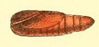 Targalla palliatrix
