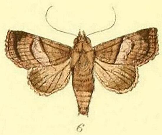 Targalla palliatrix