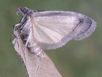 Heteromicta pachytera