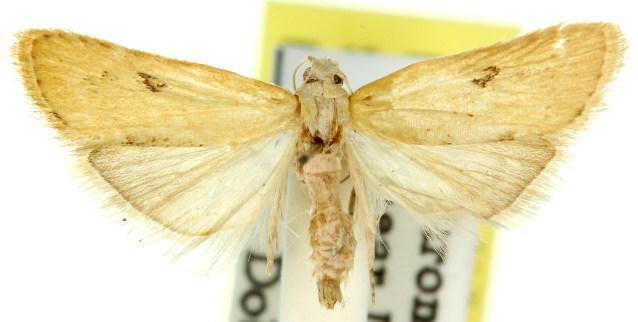 Heteromicta poeodes