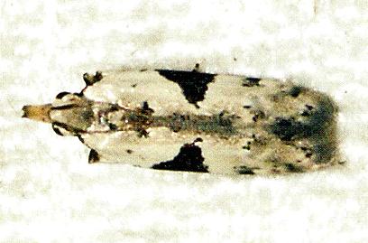 Anarsia anisodonta