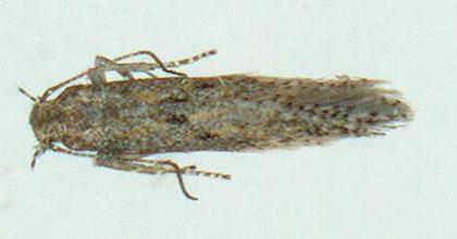 Ephysteris promptella