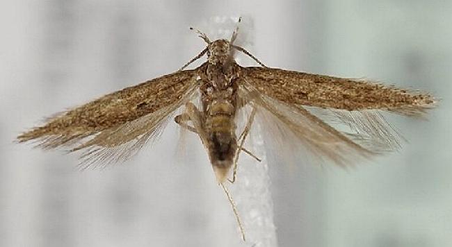 Ephysteris promptella