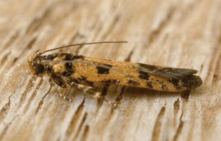 Ardozyga thermochroa