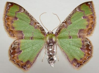 Eucyclodes buprestaria
