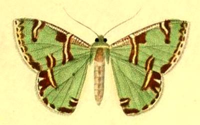 Eucyclodes buprestaria