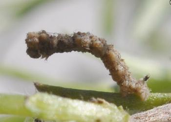 Cymatoplex species