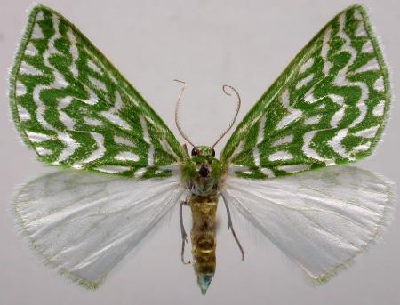 Cymatoplex species