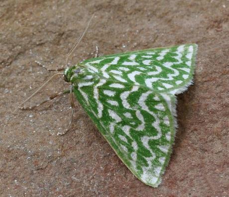Cymatoplex species