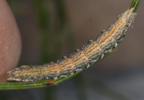 Chlorocoma dichloraria