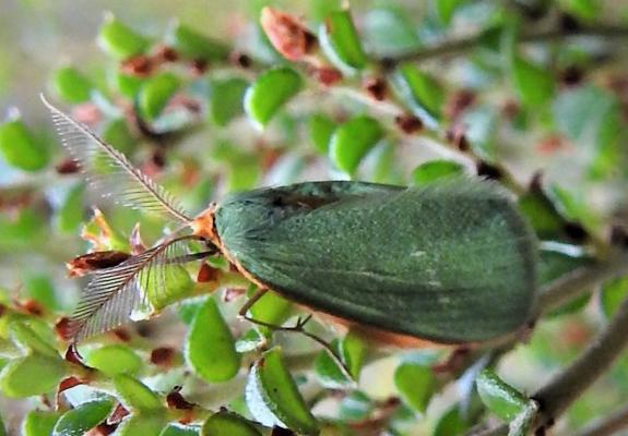 Mixochroa gratiosata