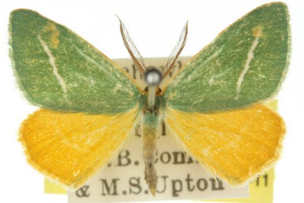 Mixochroa gratiosata