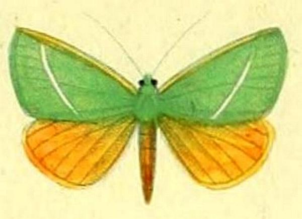 Mixochroa gratiosata