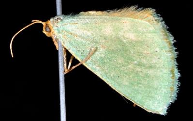 Mixochroa gratiosata