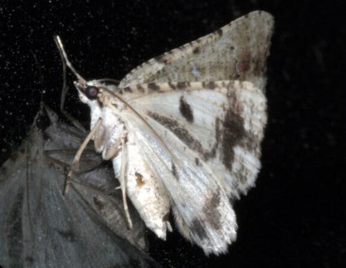 Aeolochroma melaleucae