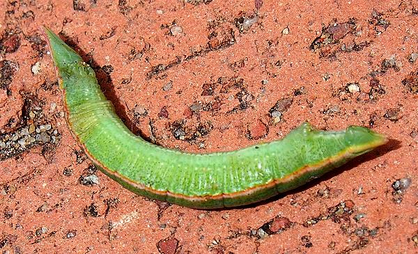 Crypsiphona ocultaria
