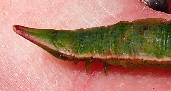 Crypsiphona ocultaria