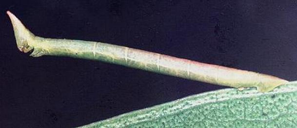 Crypsiphona ocultaria