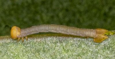 Crypsiphona ocultaria
