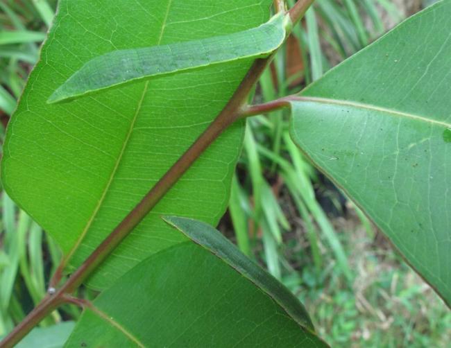Crypsiphona ocultaria