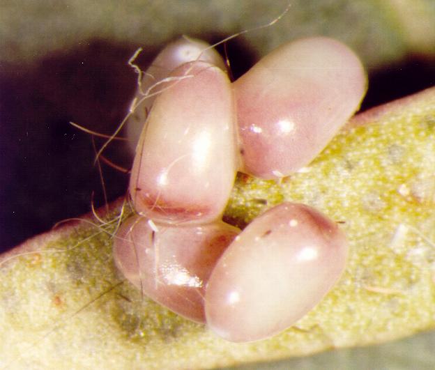 Hypobapta percomptaria
