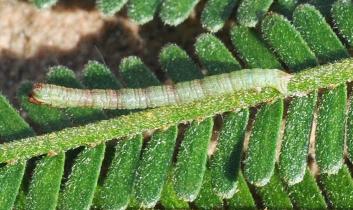 Chlorocoma stereota
