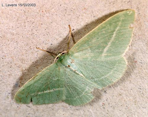 Chlorocoma stereota