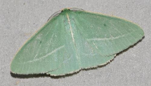 Chlorocoma stereota