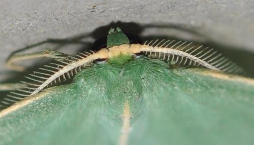 Chlorocoma stereota
