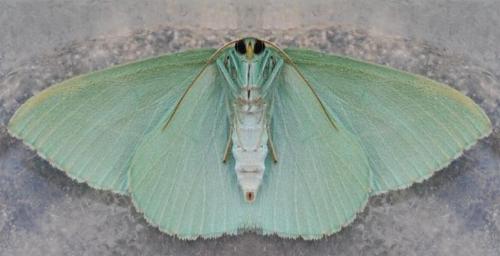 Chlorocoma stereota