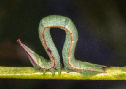 Hypobapta tachyhalotaria