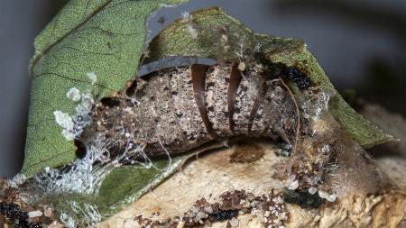Hypobapta tachyhalotaria