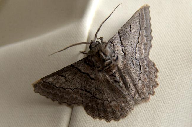 Hypobapta tachyhalotaria