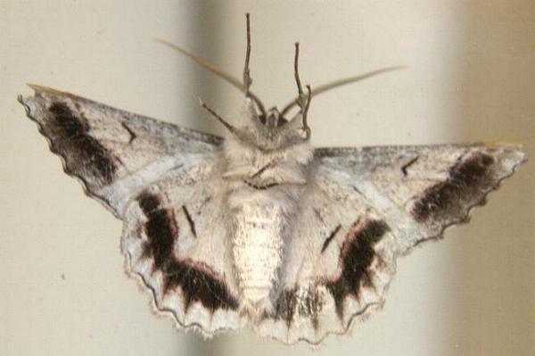 Hypobapta tachyhalotaria