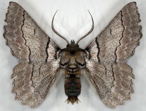 Hypobapta tachyhalotaria