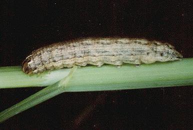 Dasygaster padockina