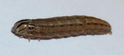 Dasygaster padockina