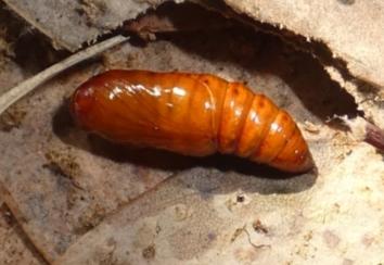 Dasygaster padockina