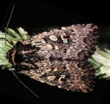 Dasygaster padockina