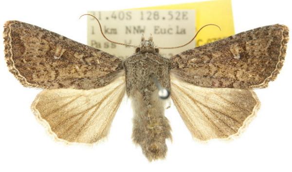 Dasygaster padockina