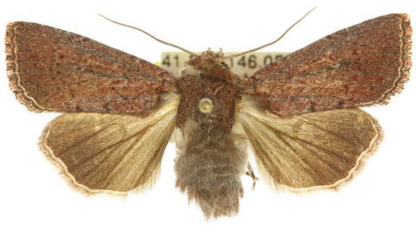 Dasygaster padockina
